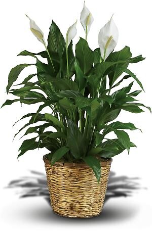 Peace Lily