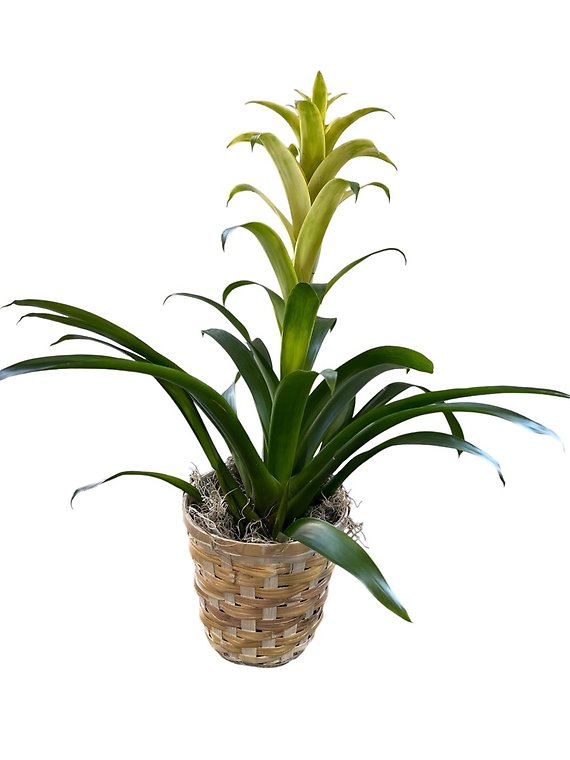Bromeliad Plant
