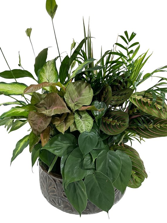 Dish Garden 12 Inch