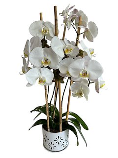 Fourfold Beauty Orchid