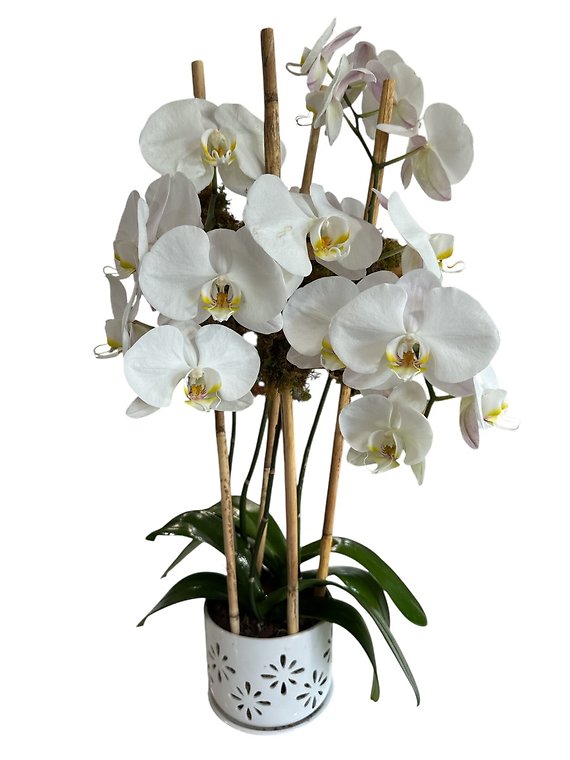 Fourfold Beauty Orchid