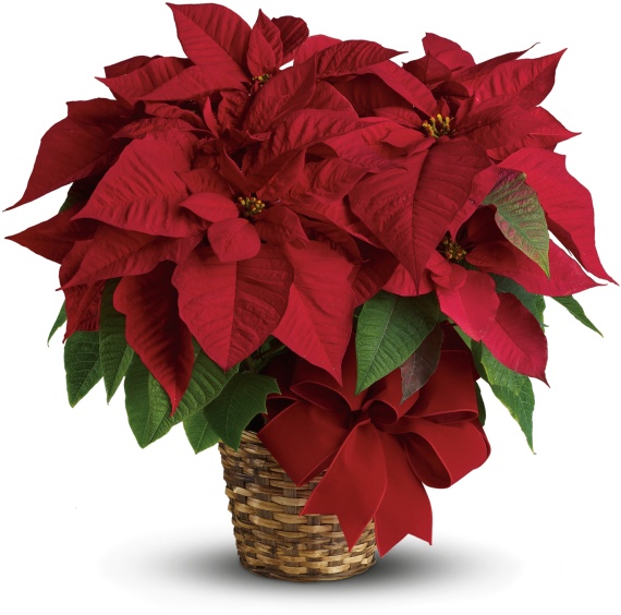 Poinsettia 8.5 Inch with Basket