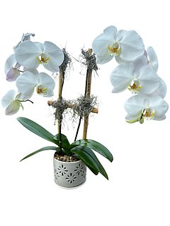 Classic Orchid Pair