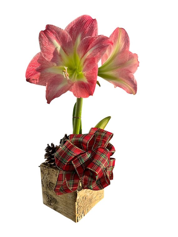 Amaryllis