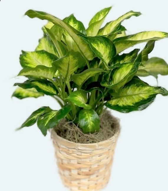 Dieffenbachia